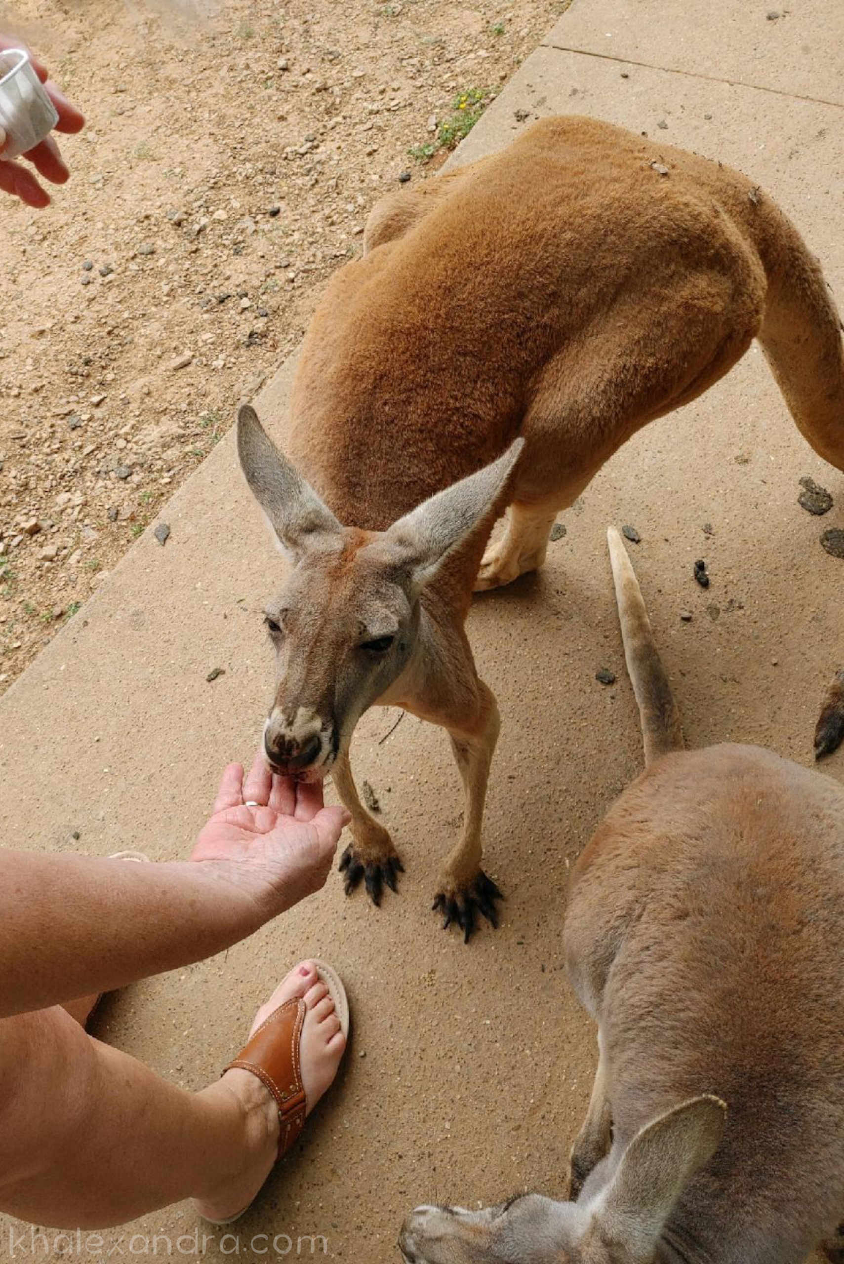 Australia, Atherton Tablelands