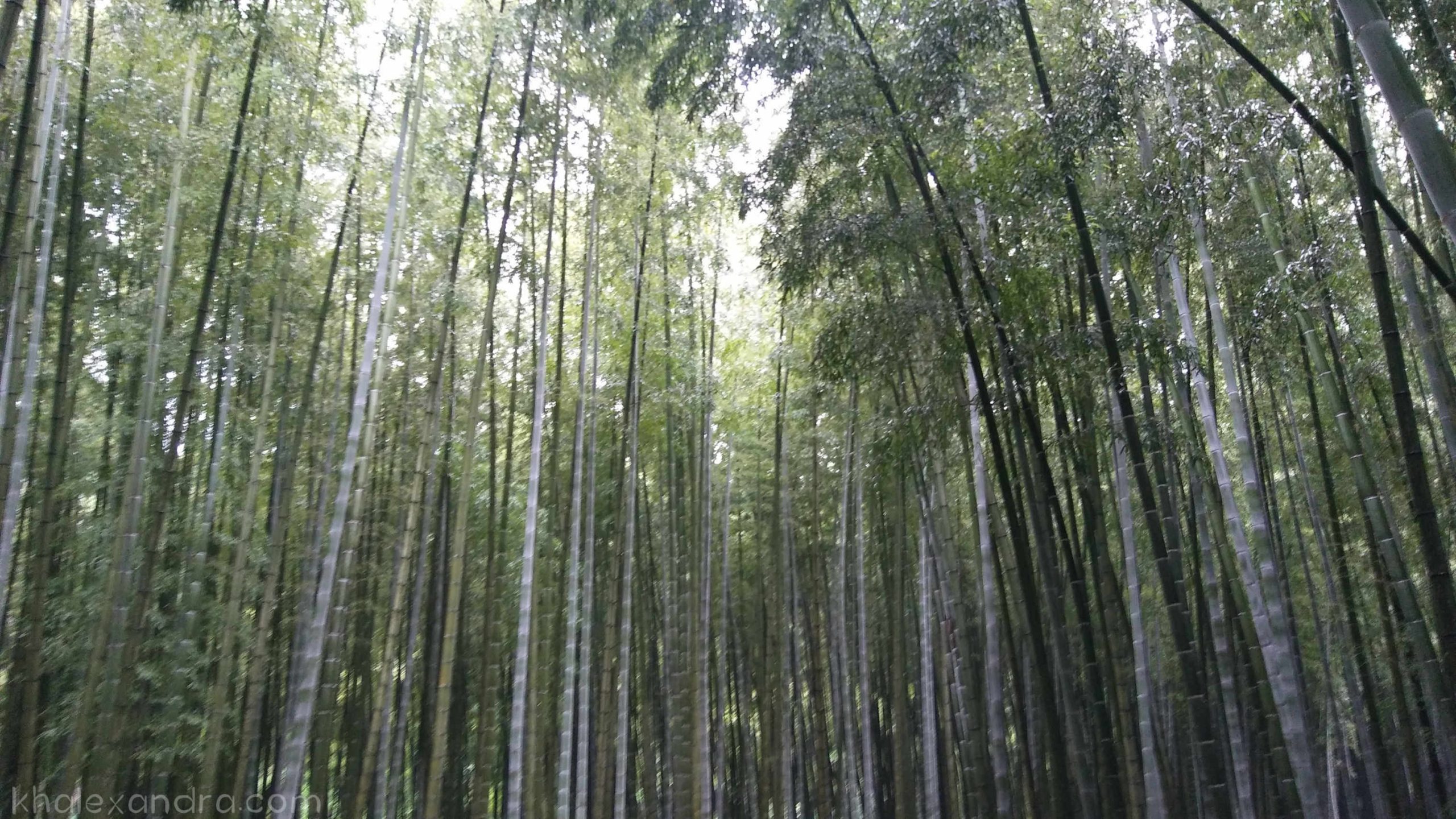 Visiting a Bamboo Forest in Japan