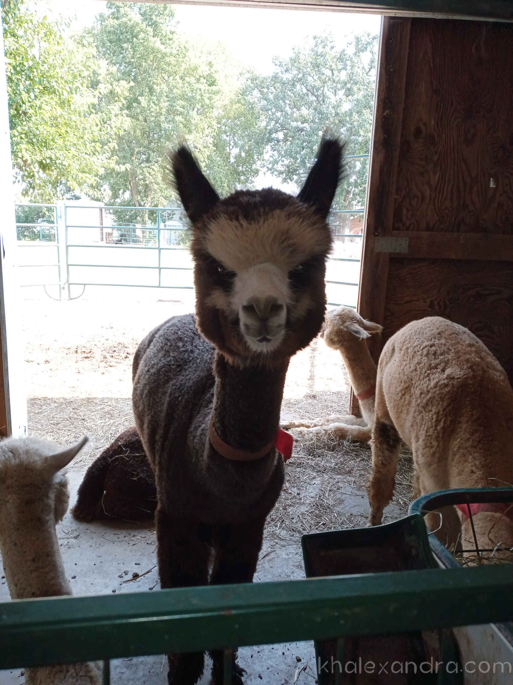 Visiting an Alpaca Farm